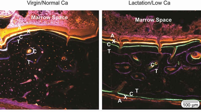 Confocal image of fluorescence labels